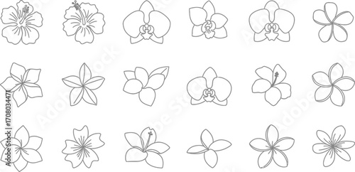 A collection of various flower outlines, showcasing hibiscus, orchids, and plumeria in a simple, elegant design