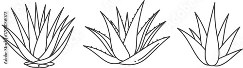 Three agave plants, displaying their spiky leaves and desert adaptation, a symbol of resilience and arid landscapes