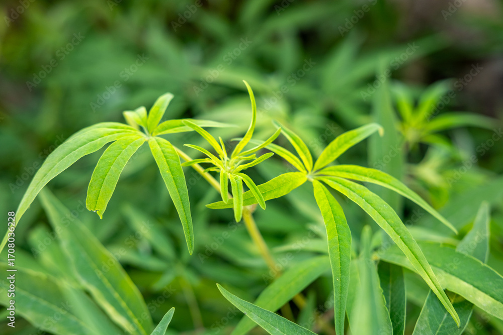 Fototapeta premium Vitex agnus castus leaf, narrow green leaflets, phytoestrogens medicine, natural remedy, eco friendly plant, medicinal herb use, herbal supplement, organic phytomedicine, essential oil