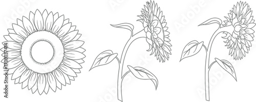 Sunflower illustrations, showcasing the flower in full bloom, side view, and angled perspective in a detailed line drawing