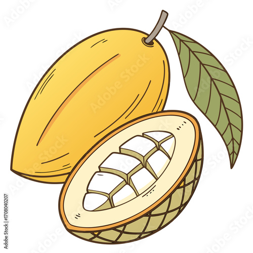 Illustration of a ripe cocoa fruit, one whole and one cut in half, showcasing its juicy flesh and seed, perfect for healthy eating and tropical fruit themes