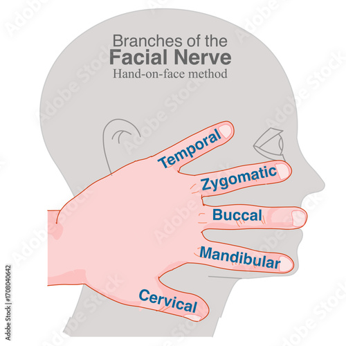 Branches of facial nerve. Hand of face, remember method. Temporal, zygomatic, buccal, marginal mandibular. Ophthalmic maxillary five vessels, mimetic muscles in face. Vector illustration