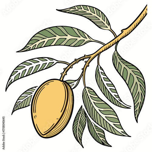 Illustration of a mango fruit hanging on a branch with leaves, the mango is ripe and ready to eat, and the leaves are green and lush a tropical delight