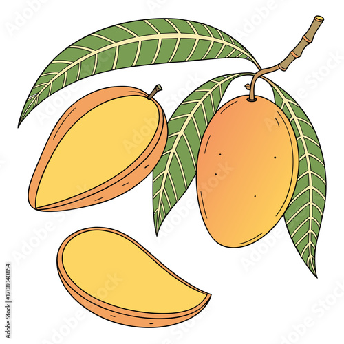 Illustration of ripe mangoes on a branch with leaves, one cut in half, fresh tropical fruit with sweet and juicy flesh, a popular ingredient in desserts