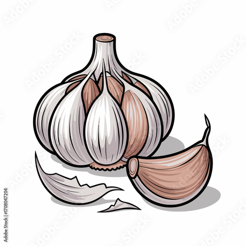 Garlic Bulbs Vector Illustration