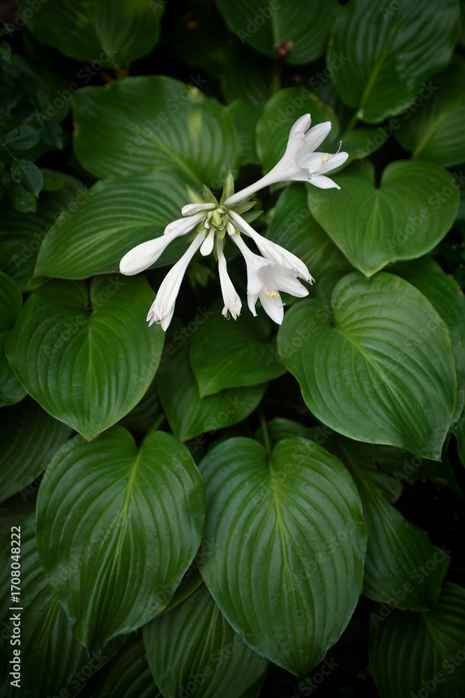 Fototapeta premium lush bush of flowering hosta plantain