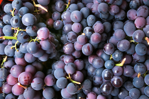 Purple Grapes Pile Fresh Harvest Natural Organic Fruit Agriculture Food Background
