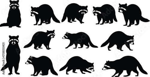 Raccoon animal silhouettes in various standing, walking, and sitting poses, black wildlife icons with white facial markings, nature vector illustration set.