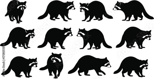 Raccoon animal silhouettes in various walking and standing poses, black wildlife icons with white facial markings, forest creature vector illustrations, nature design set.