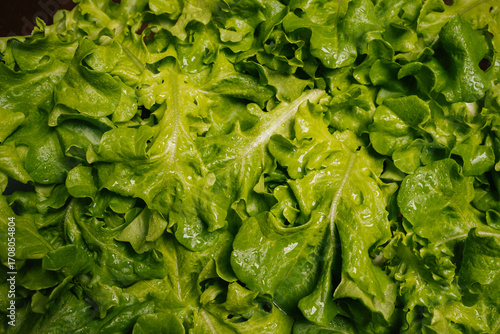 Top view of freshly harvested green lettuce leaves forming textured and vibrant backdrop, perfect for showcasing healthy recipes, close-up, nobody. Concept of promoting benefits of plant-based diet.