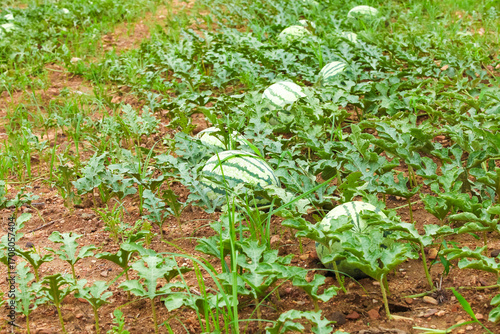 Large watermelons growing in farm field - fresh fruit agriculture cultivation in outdoor orchard