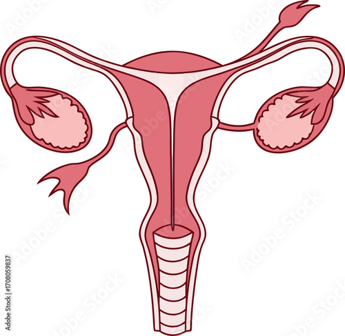 Female Reproductive System Anatomy Detailed Uterus and Ovaries Diagram Medical Illustration of Gynecological Organs Scientific Diagram of Human Fertility