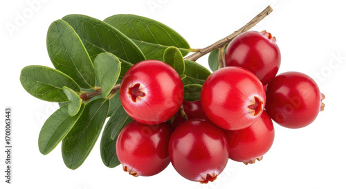Isolated bunch of shiny lingonberries on a twig with leaves, a popular wild berry shrub
