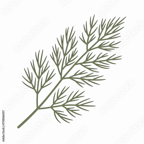 Fresh Dill Sprig Vector Illustration