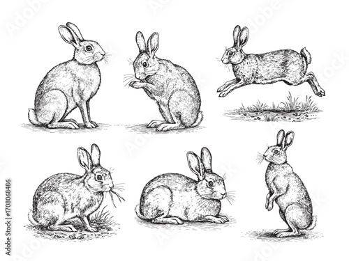 Vintage engraving illustration of rabbits in different poses, black and white hand drawn style