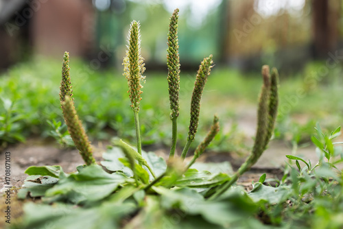 Foto Plantago major bush of broadleaf plantain with rosette of basal leaves and leafl