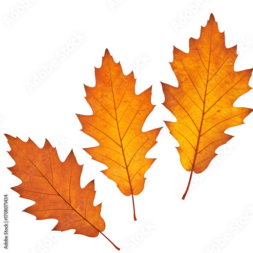 Wallpaper Mural Photorealistic Autumn Oak Leaves in Warm Tones, isolated on white or transparent background, PNG format. Torontodigital.ca