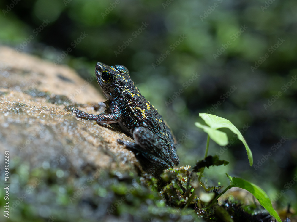 Obraz premium Frosch