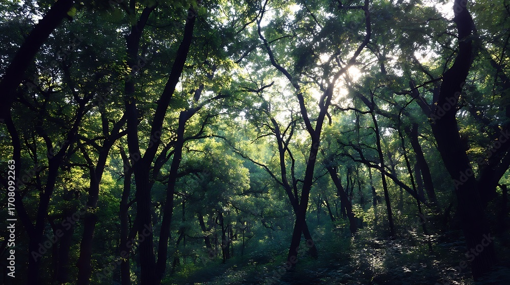 Obraz premium Dense Green Forest with Sunlight Filtering Through Tree Canopy