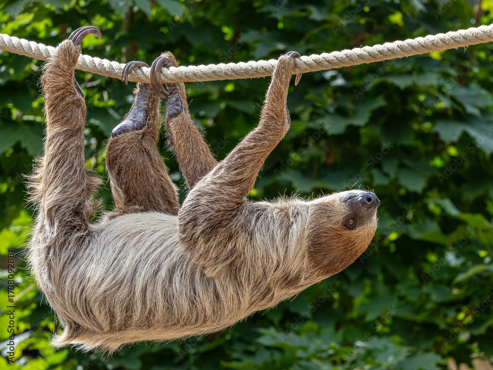 Obraz premium Faultier