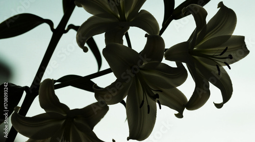 Lily branch silhouette, long petals, pure background