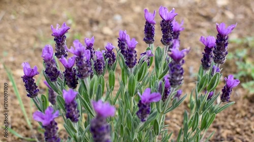 Butterfly lavender with large flowers attracting bees and pollinating insects, lavandula stoechas