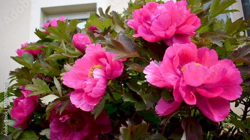 Pink peony in a garden, paeonia