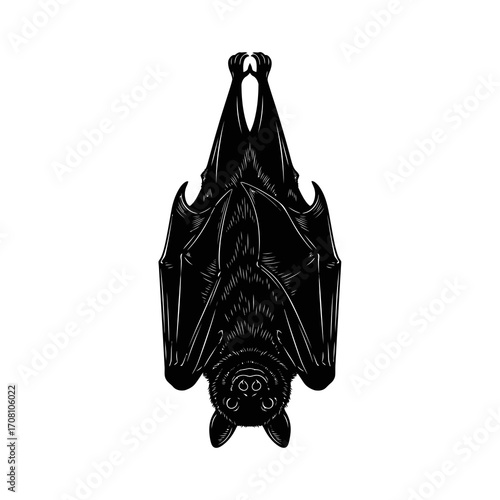 Hanging upside down bat silhouette isolated on white background