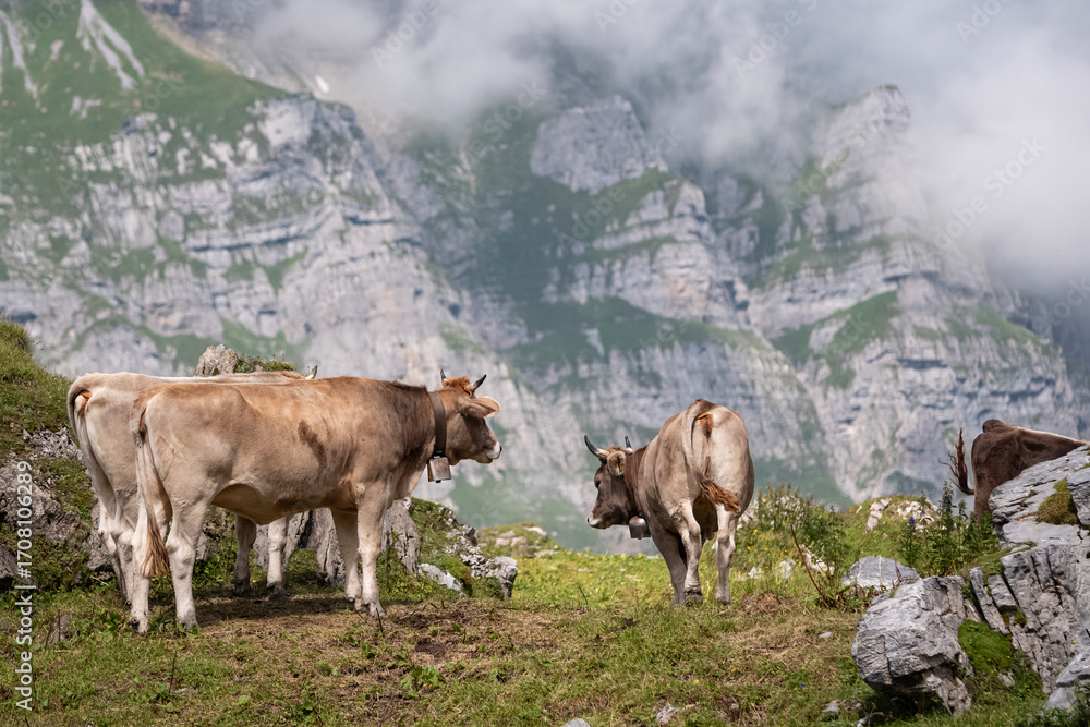 Fototapeta premium Group of Brown Swiss cows standing on alpine pasture with dramatic rocky cliffs and clouds in the background in the Swiss Alps