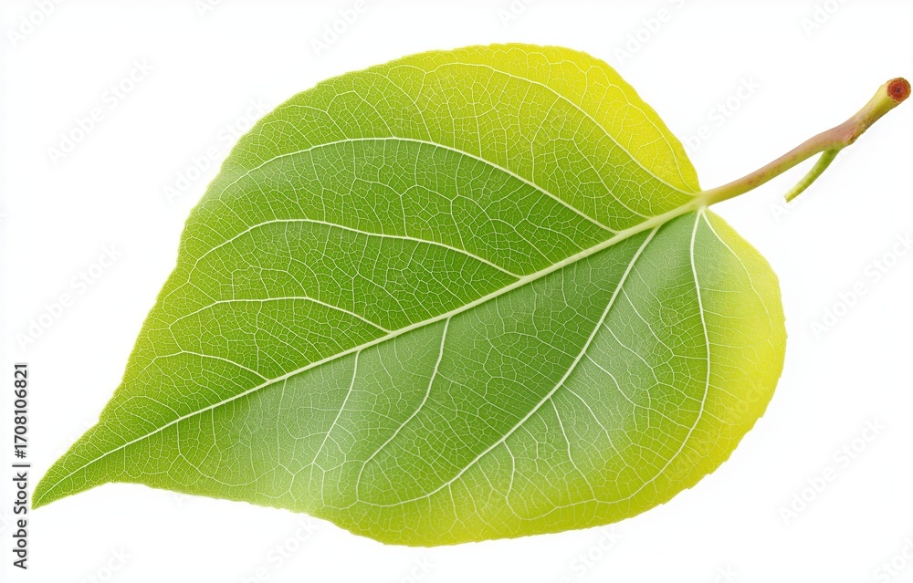 Obraz premium Green leaf on white background showcasing intricate natural patterns and tranquil minimalism, perfect for editorial use