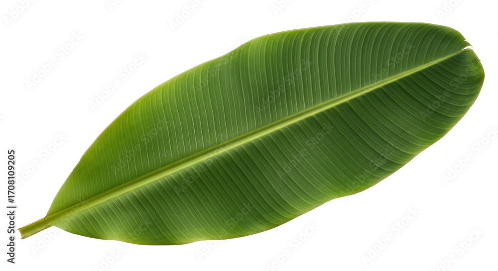 Obraz premium Isolated Close-up of a Single Banana Leaf in Natural Light, Green Plant Foliage, Tropical Vibes