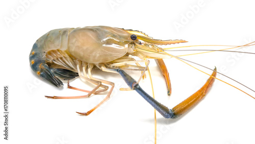 Fresh river prawns isolated on white background. Big freshwater prawns. River prawns for cooking.