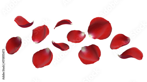 Scattered red rose petals float against a stark creating contrast on transparent background