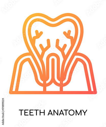 Teeth Anatomy Icon