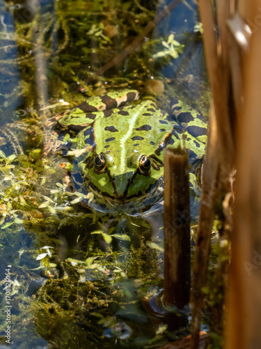 Frosch
