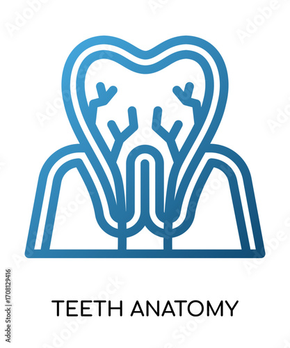 Teeth Anatomy Icon