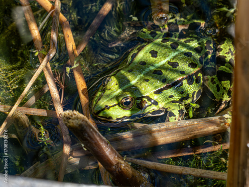 Frosch
