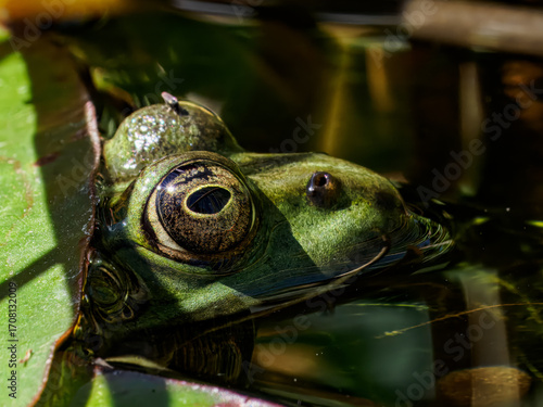 Frosch