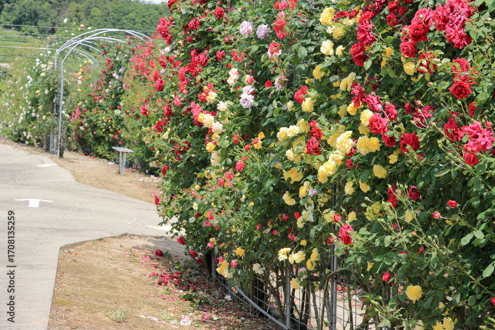 Obraz premium 全盛期のバラ園