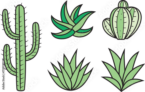 Collection of stylized green cacti and succulents on a vector Illustration white background