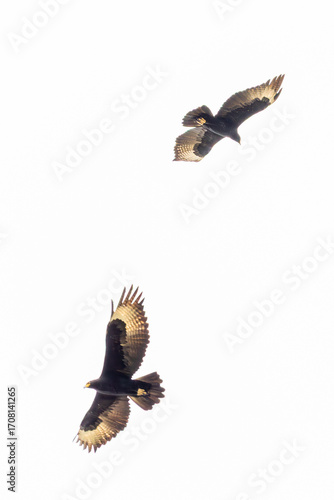 Pair of Verreaux's Eagles in flight