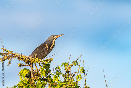 Dwarf bittern, Mashatu, Botswana