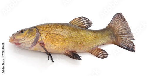 Valokuva Fresh tench fish isolated on white background.