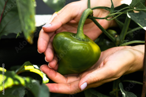 Organic Green Pepper in Hands on Garden Bed, Eco Farm Harvest