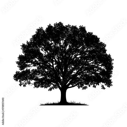 silhouette of a tree