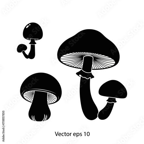 vector illustration of mushrooms