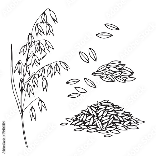 Hand-drawn oat plant with scattered grains and piles