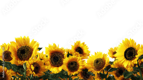 Sunflowers in a cluster, vibrant yellow blossoms