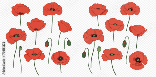 Collection of red poppies in various stages of bloom, including buds and open flowers, presented in a symmetrical arrangement.