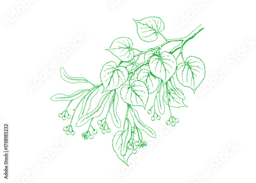 Sketch illustration of a linden tree branch with leaves in black and white.
